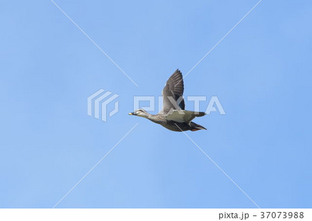 カルガモの飛翔 37073988