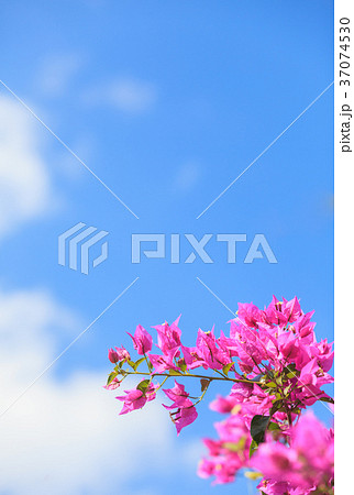 ブーゲンビレア 花 ブーゲンビレア 花 37074530