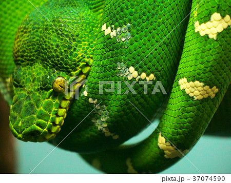 木に巻き付く緑色のヘビの写真素材