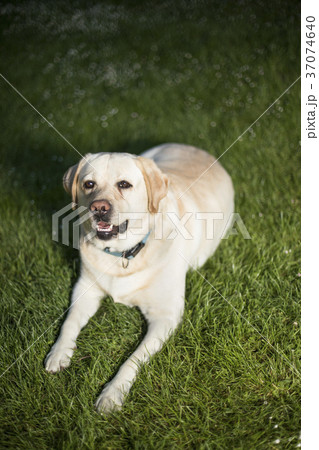 Golden Labrador 37074640