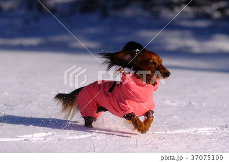 ダックス カニンヘン 可愛い ダックス カニンヘン 可愛い 37075199