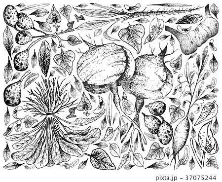 Root and Tuberous Vegetables Background 37075244