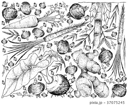 Root and Tuberous Vegetables Background 37075245