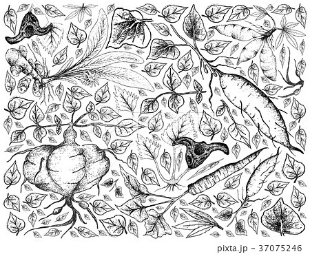Root and Tuberous Vegetables Background 37075246