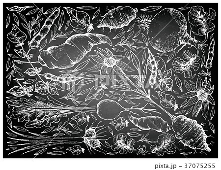 Root and Tuberous Vegetables  on Chalkboard 37075255