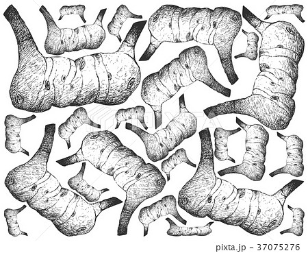 Hand Drawn of Galangal Roots on White Background 37075276