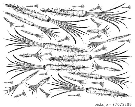 Hand Drawn of Salsify on White Background Hand Drawn of Salsify on White Background 37075289
