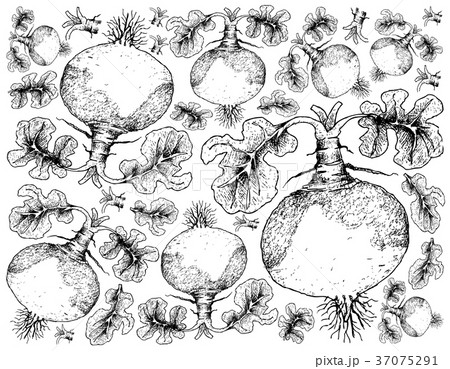 Hand Drawn of Swede on White Background Hand Drawn of Swede on White Background 37075291