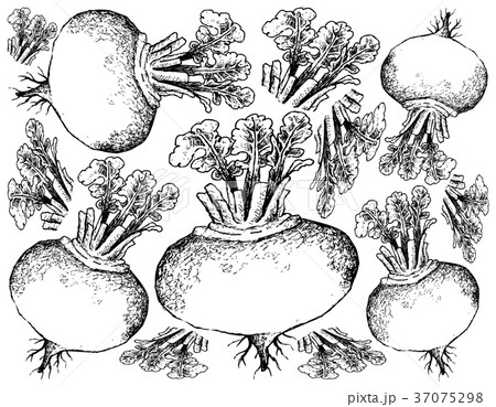 Hand Drawn of Purple Turnip on White Background 37075298