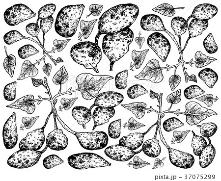 Ullucus Tuberosus on A White Background Ullucus Tuberosus on A White Background 37075299