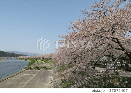 角館・桧木内川 桜並木 角館・桧木内川 桜並木 37075407