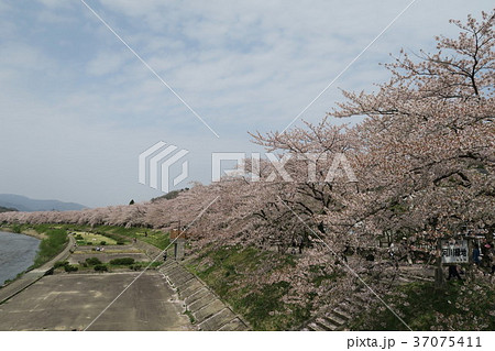 角館・桧木内川　桜並木 37075411