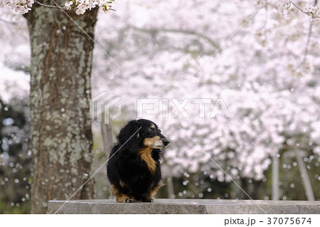 ダックス 犬と桜 ダックス 犬と桜 37075674