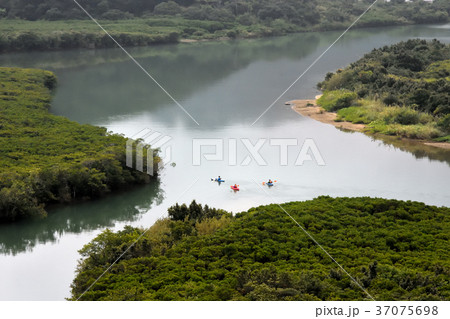 黒潮の森・マングローブ 37075698