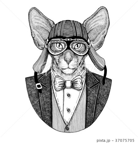 Oriental cat with big ears Hand drawn illustration Oriental cat with big ears Hand drawn illustration 37075705