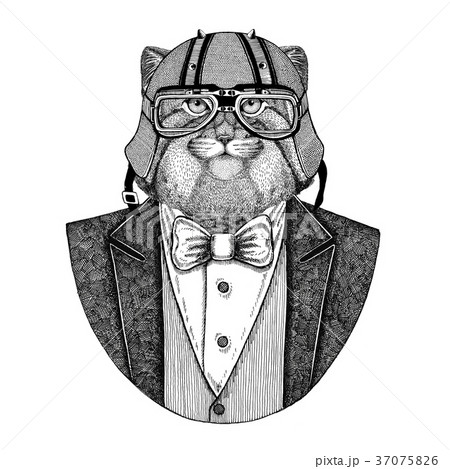 Wild cat Manul Animal wearing jacket with bow-tie Wild cat Manul Animal wearing jacket with bow-tie 37075826