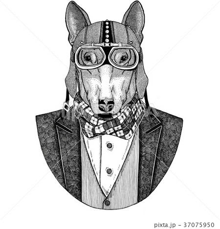Bull terrier. Dog. Animal wearing jacket with bow Bull terrier. Dog. Animal wearing jacket with bow 37075950