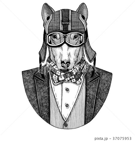 Bull terrier. Dog. Animal wearing jacket with bow Bull terrier. Dog. Animal wearing jacket with bow 37075953