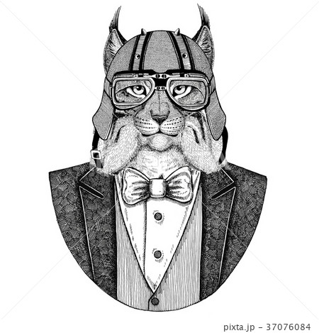 Wild cat Lynx Bobcat Trot Animal wearing jacket 37076084