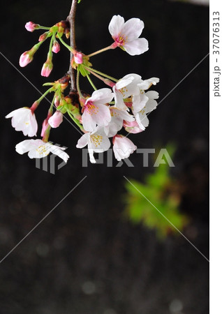 桜一輪 桜一輪 37076313