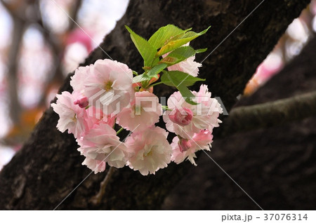 満開の八重桜 37076314