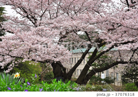 横浜市 港の見える丘公園 神奈川近代文学館と満開桜 横浜市 港の見える丘公園 神奈川近代文学館と満開桜 37076318