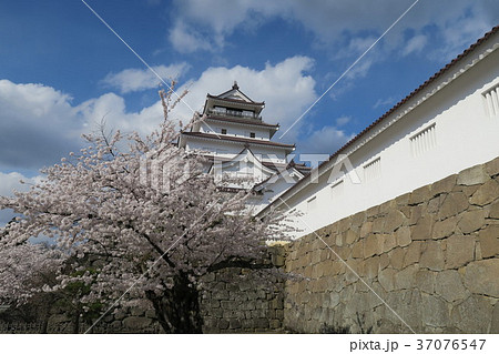 鶴ヶ城 桜 鶴ヶ城 桜 37076547