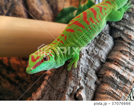 Phelsuma Phelsuma 37076666