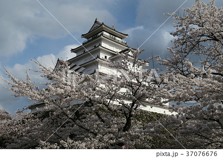 鶴ヶ城　桜 37076676