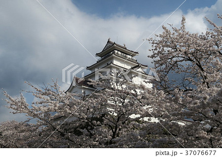 鶴ヶ城　桜 37076677