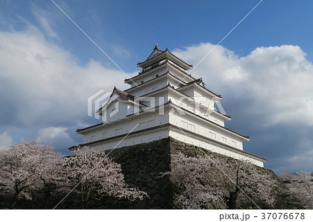 鶴ヶ城　桜 37076678