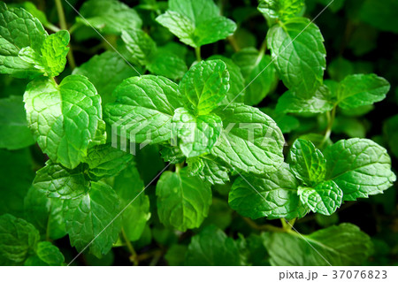 Fresh green mint leaves. Nature pattern Fresh green mint leaves. Nature pattern 37076823