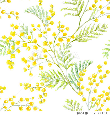 Watercolor Mimosa Vector Patternのイラスト素材