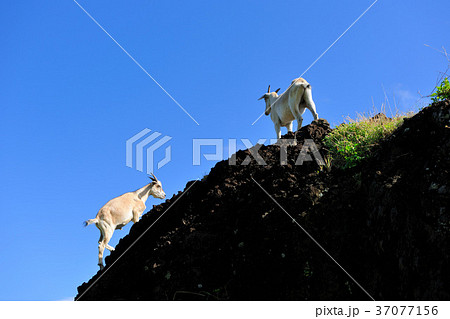 動物 動物学 ヤギ 37077156