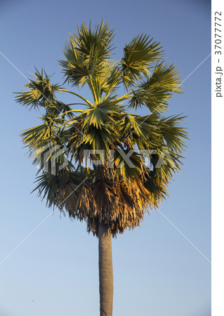 Fan Palm, Palmyra Palm, Sugar palms  37077772