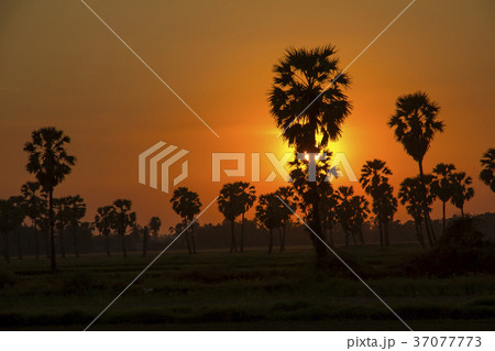 Sugar Palm Tree and greenery rice fields  37077773
