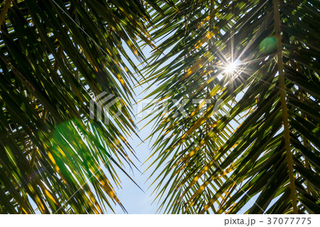 Under green palm leaves with sunbeam and flare . 37077775
