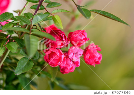 赤いミニバラの花の写真素材