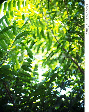blur background from variety of green plant leaves blur background from variety of green plant leaves 37077893