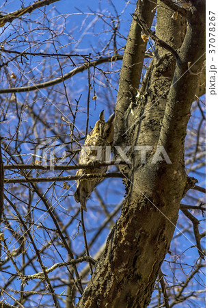 Owl hiding in a tree 37078267