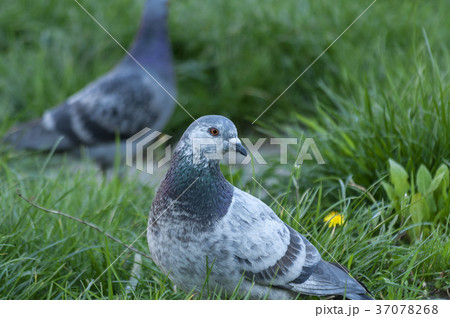 Close-up on a pigeon 37078268