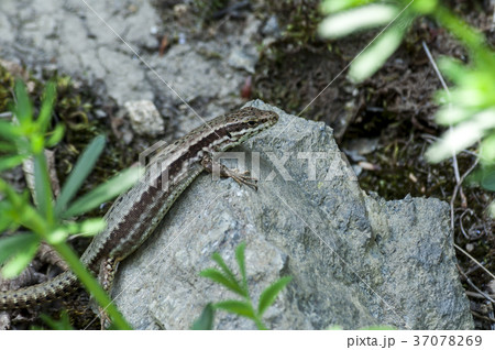 Close-up on a brown lizard 37078269