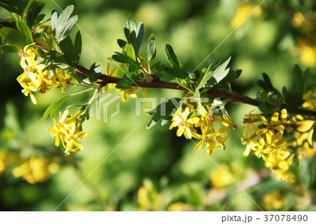Yellow Barberry blossom. 37078490