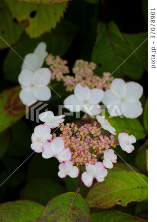 ヤマアジサイ 37078901