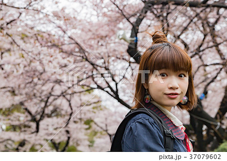 色鮮やかな桜　 37079602
