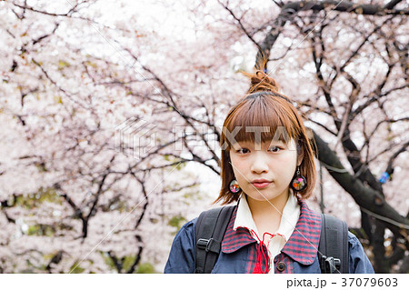 色鮮やかな桜　 37079603