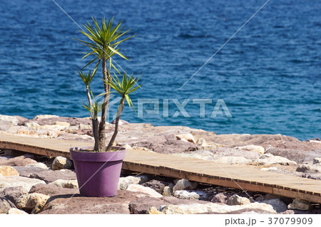 walkway on rocky dock near the sea with a plant in 37079909