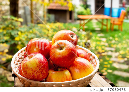 Red Apples in the Bowl in the Garden. 37080478