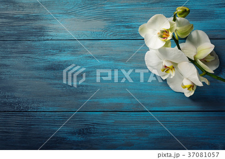 Branch of white Orchid on the blue wooden Branch of white Orchid on the blue wooden 37081057