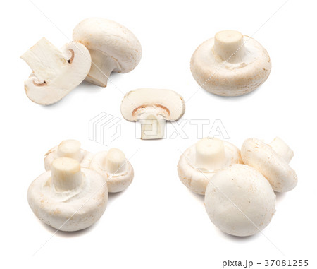 Champignons isolated on white 37081255